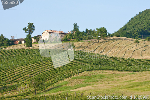 Image of Typical Tuscan landscape