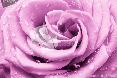 Image of pink rose