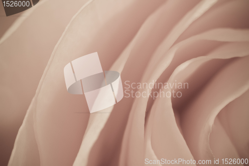 Image of rose macro
