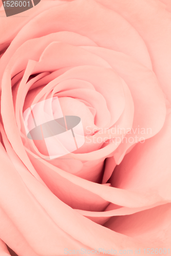 Image of pink rose close up