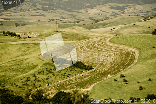 Image of Typical Tuscan landscape