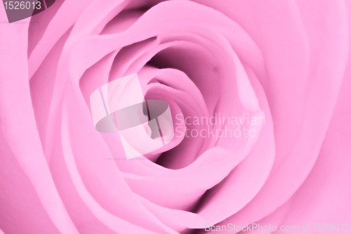 Image of pink rose close up