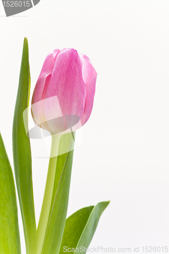 Image of pink tulips