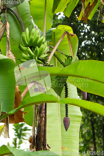 Image of banana plant