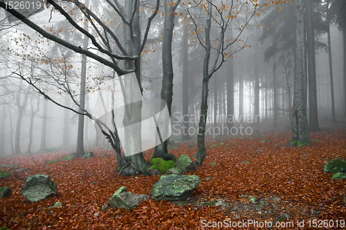 Image of misty forest