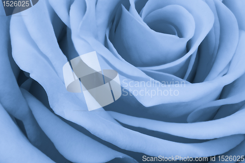 Image of blue rose close up
