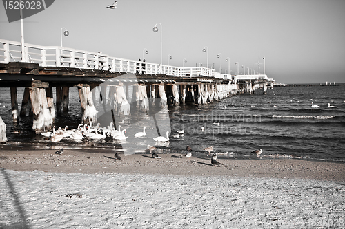 Image of birds at pier