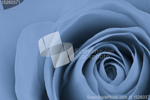 Image of blue rose macro