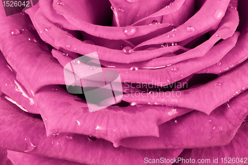 Image of pink rose