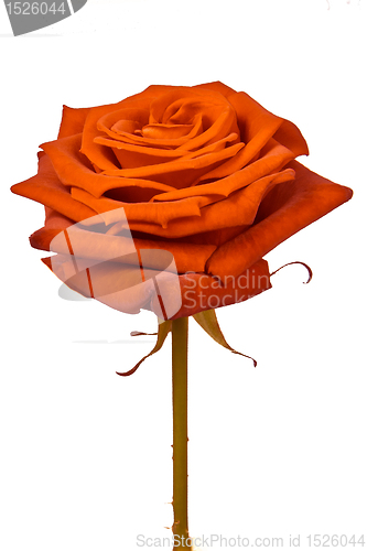 Image of orange rose