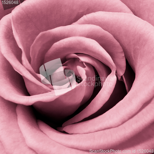 Image of pink rose