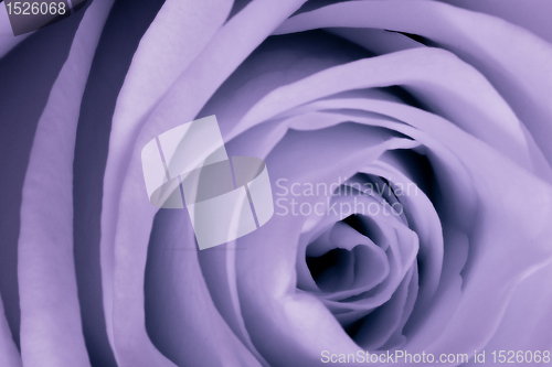 Image of violet rose close up