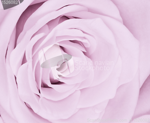Image of violet rose close up
