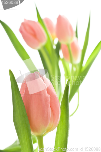 Image of orange tulips