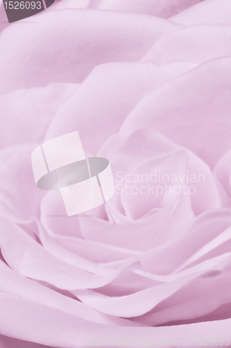 Image of violet rose close up