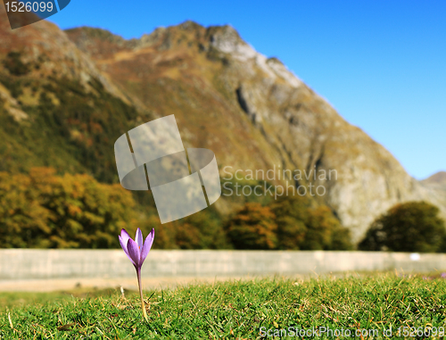 Image of Lonely violet