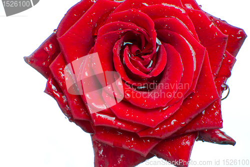Image of red rose