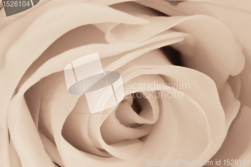 Image of white rose close up