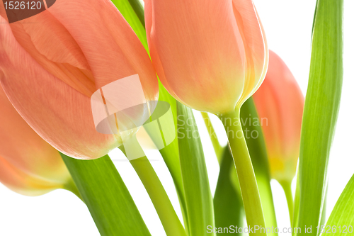 Image of orange tulips