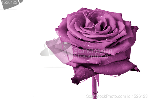 Image of pink rose