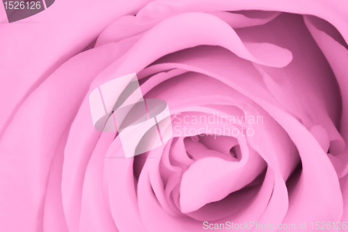 Image of pink rose close up