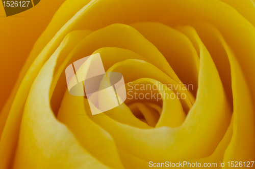 Image of yellow rose macro