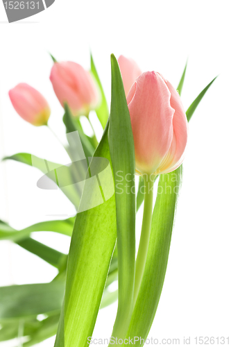 Image of orange tulips