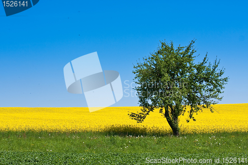 Image of rape field