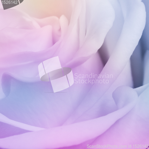Image of multicolor rose