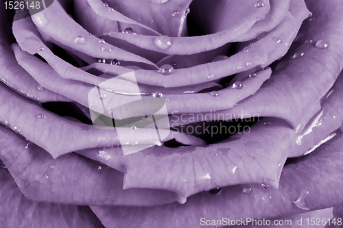 Image of pink rose