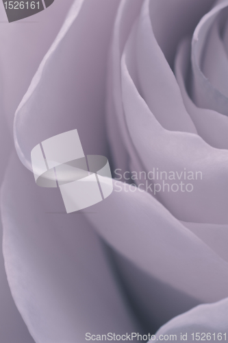 Image of rose macro