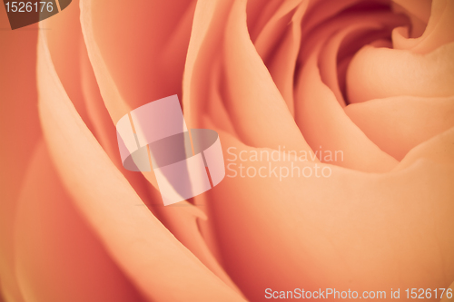 Image of orange rose macro