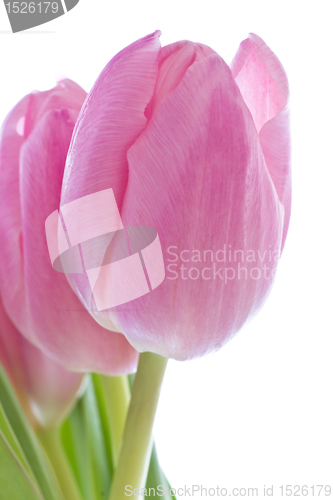 Image of pink tulips