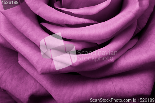 Image of pink rose