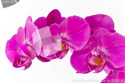 Image of pink orchid