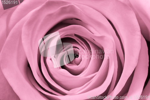 Image of pink rose close up