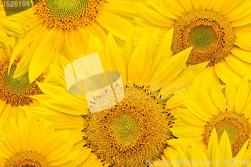 Image of background made of beautiful sunflowers