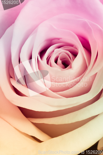 Image of multicolor rose