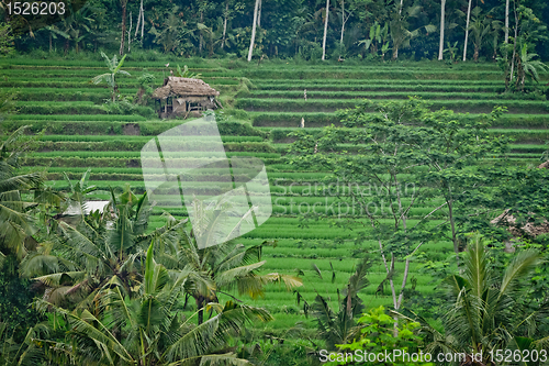 Image of rice fields in Bali, Indonesia