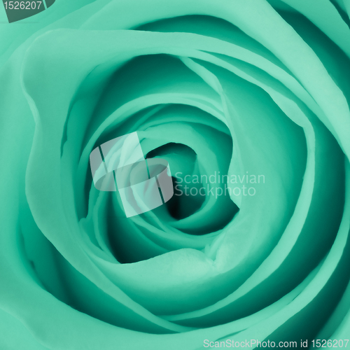 Image of green rose close up