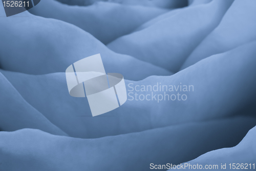 Image of blue rose macro