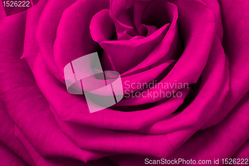 Image of pink rose