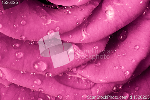 Image of pink rose