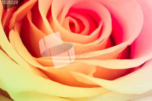 Image of multicolor rose
