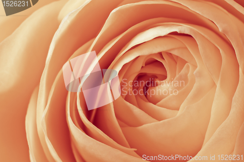 Image of orange rose macro