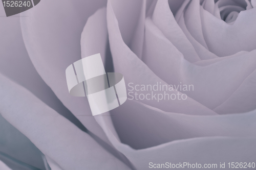Image of rose macro