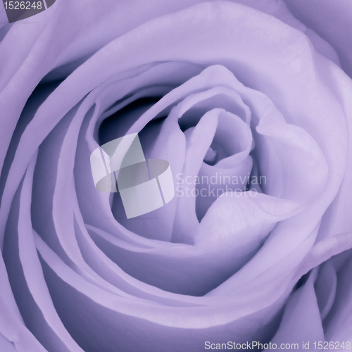 Image of violet rose close up