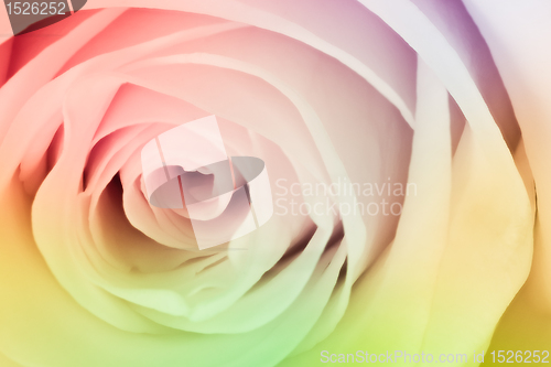 Image of multicolor rose