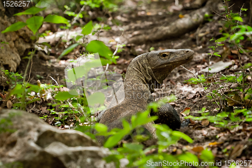 Image of komodo dragon in natural habitat