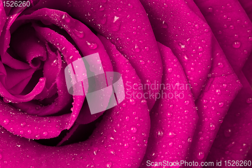 Image of pink rose